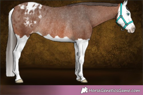Horse Color:Brown Splash Varnish Rabicano 