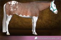Horse Color:Brown Splash Varnish Rabicano 