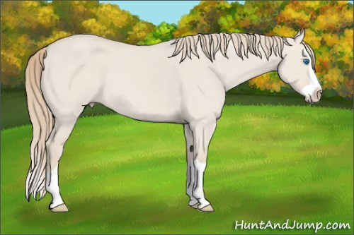 Horse Color: Perlino Dun Splash 