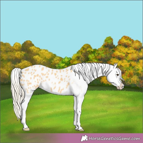 Horse Color:Palomino Blanket 
