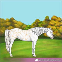Horse Color:Palomino Blanket 