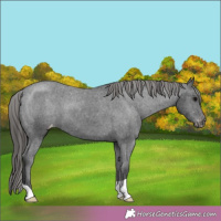 Horse Color:Black Varnish 
