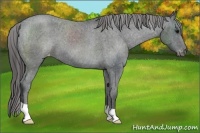 Horse Color:Black Appaloosa