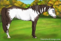 Horse Color:Liver Chestnut Frame 