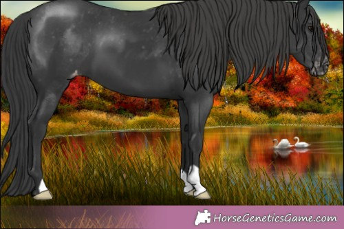 Horse Color:Black Varnish 