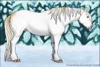 Horse Color:Gray White Spotted Palomino 