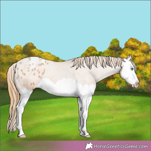 Horse Color:Bay Pearl Splash Varnish 