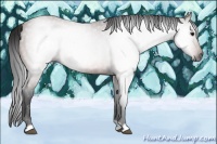 Horse Color:Gray Bay 