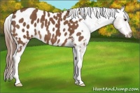 Horse Color:Chestnut Appaloosa