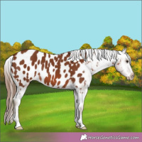 Horse Color:Chestnut Blanket 