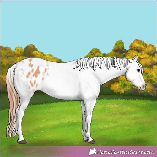Horse Color:Bay Dun Varnish Rabicano 