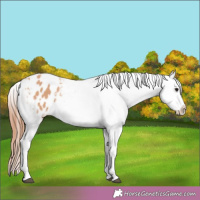 Horse Color:Bay Dun Varnish Rabicano 