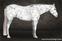 Horse Color:Grullo Roan Appaloosa 