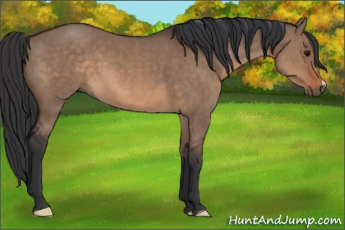 Horse Color: Brown Dun 