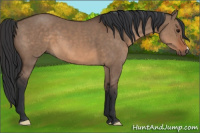 Horse Color:Brown Dun 