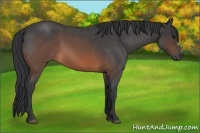 Horse Color:Brown Roan 
