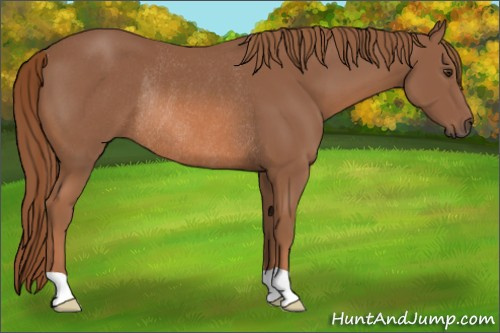 Horse Color: Liver Chestnut Rabicano 