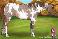 Horse Color:White Spotted Liver Red Roan 