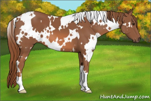 Horse Color: White Spotted Liver Chestnut 
