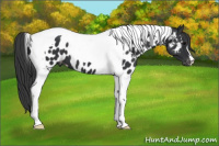 Horse Color:Black Tobiano Near Leopard 