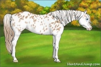 Horse Color:Bay Splash Appaloosa