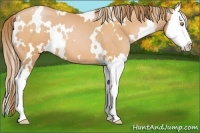 Horse Color:White Spotted Bay Pearl Splash 