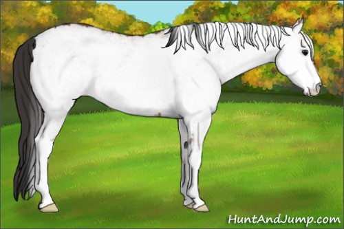 Horse Color: White Spotted Bay 