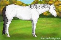 Horse Color:White Spotted Bay 