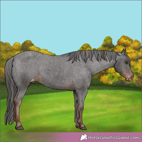Horse Color:Liver Chestnut Varnish 