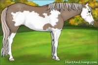 Horse Color:Silver Grullo Splash Frame 