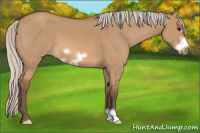 Horse Color:Silver Bay Dun Frame
