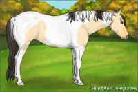 Horse Color:Buckskin Dun Tobiano 