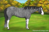 Horse Color:Blue Roan Splash 