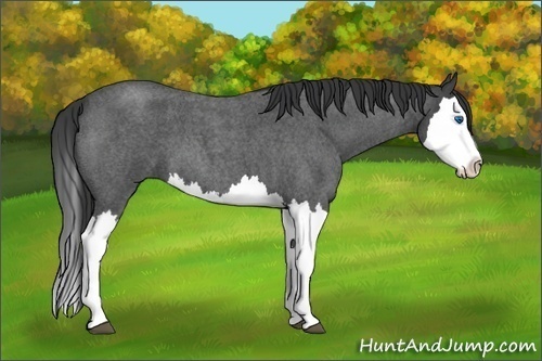 Horse Color: Blue Roan Splash 