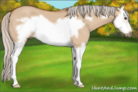 Horse Color:Silver Bay Dun Splash Frame 