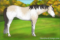 Horse Color:White Spotted Buckskin Dun 