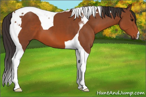 Horse Color:Bay Tobiano 