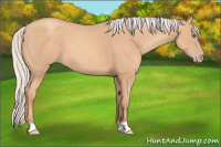 Horse Color:Silver Amber Champagne 