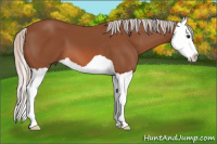 Horse Color:Silver Bay Splash 