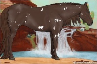 Horse Color:White Spotted Liver Chestnut 