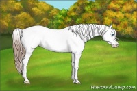 Horse Color:Bay Splash Tobiano Appaloosa