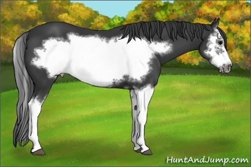 Horse Color: Unknown 