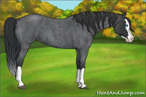 Horse Color: Unknown 