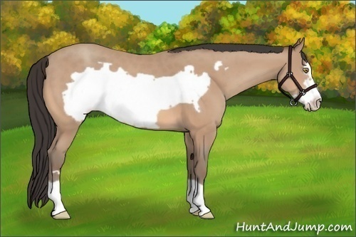 Horse Color: Amber Champagne Frame 