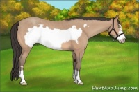 Horse Color:Amber Champagne Frame 