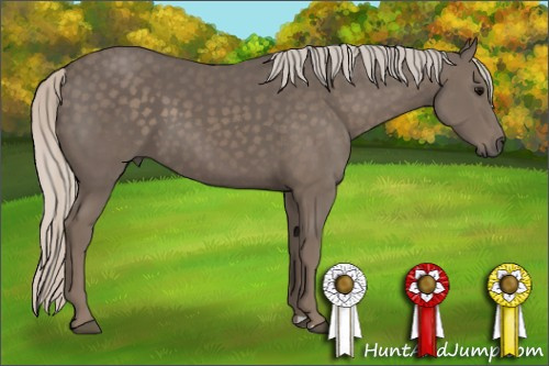 Horse Color: Unknown 