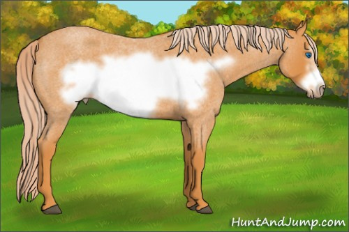 Horse Color: Chocolate Palomino Roan Frame 