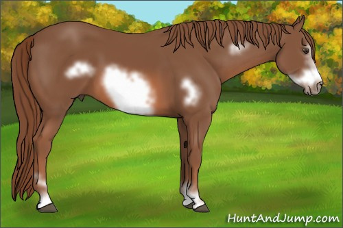 Horse Color: Unknown 