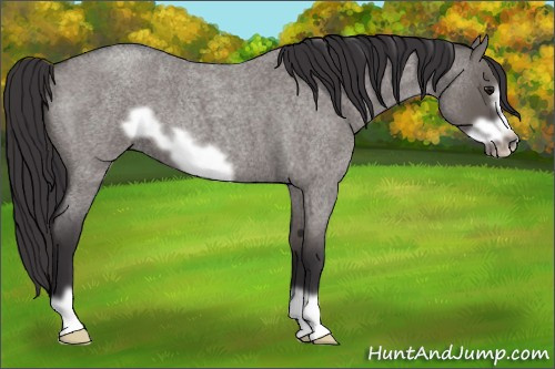 Horse Color: Smoky Grullo Roan Frame 