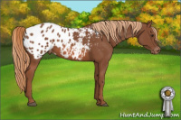 Horse Color:Liver Chestnut Appaloosa 